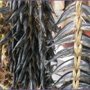 덕실마을 이미지