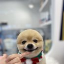 넘버원 펫살롱 이미지