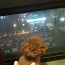 테리몽하우스 이미지