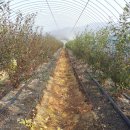 성기 농장 이미지