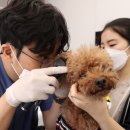 평생피부과동물병원 이미지