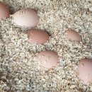 정란축산 이미지