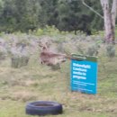 조우MARKET | Day 263 - 브리즈번 일상(데이오프, Global food market, 로띠, Garage sale, 캥거루, 일몰, 치킨...