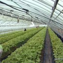 상월 농장 이미지