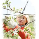 부흥사과농원