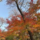 하늘25 | 2025 가을 단풍 명소 남산 하늘숲길 가는 방법 및 11월 중순 단풍 후기