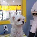 왈왈이발소 이미지