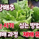 김장배추 모종 심는 시기와 재배 방법 및 재배과정의 주요 유의점 알아보기 이미지