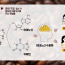 카페인코너