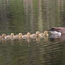 디 그레이 이미지