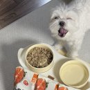 스타일독 | 강아지눈물자국사료추천 말티즈 닥터독 알러지사료 후기