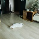 엘제이펫 이미지