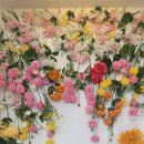 명품애견 이미지