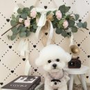 몽실묭실 이미지