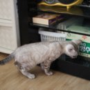 소유뱅갈캐터리 이미지