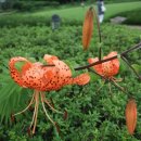 선진농원 이미지