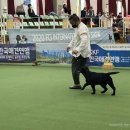 쇼독(Show dog) | 2020년 7월 한국애견연맹(KKF) 도그쇼 후기