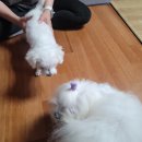 내리휴먼시아1단지여자경로당 | 의정부강아지교배양주동두천 출장방문 후기♥