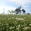 메밀꽃 이미지