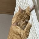 카리스마 냥이(굉이 싫으신 분은 패쓰해주세요^^) 이미지