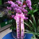 선학목장 Daum카페