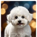 강아지와 고양이 이미지