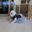 댕이멍이 이미지