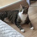 다정한동물메디컬센터 이미지