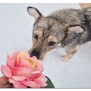 동물보육원 안산지부 이미지