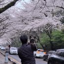 제주대학교 | 실시간 제주대학교 벚꽃길 후기｜임산부도 걷기 좋은 제주 벚꽃 명소