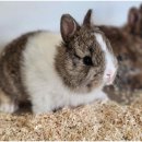 펫엔글라이더 이미지