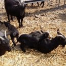 토종흑염소 이미지