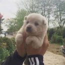 똥강아지 이미지