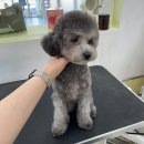 그루밍루나 이미지