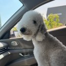개순이 살롱 | 🐾[하남 애견 미용] 우리 강아지 인생 미용 찾았어요 🐾 하남 &#34;개순이 상점&#34; 다녀온 후기!