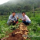 감자, 고추농사 잘 짓기2013 -비닐멀칭타공기 활용하기 이미지