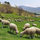 로사목장 이미지