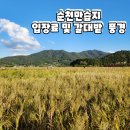순천만 풍경 | 순천만습지 입장료 정보 및 갈대밭 가을 풍경 후기