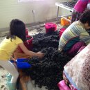 명지농원 이미지