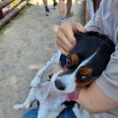 상림고운광장 | 애견동반, 함양 고운광장에 다녀오다