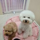 하이몽 애견미용실 이미지