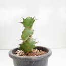 유포농장 이미지