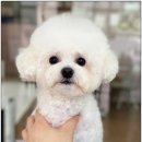 강아지 공화국 이미지