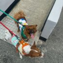 가자 펫 택시 이미지