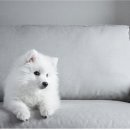 아마존펫 이미지