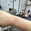 동물보육원 고양이 후원 카페 이미지