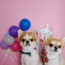 나나애견미용 이미지