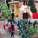 산책 | 가평 베이커리 카페 양떼목장 크리스마스 트리 알파카 산책 후기