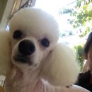 MK동물병원 이미지