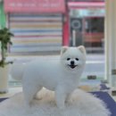 행복한애견미용실 이미지